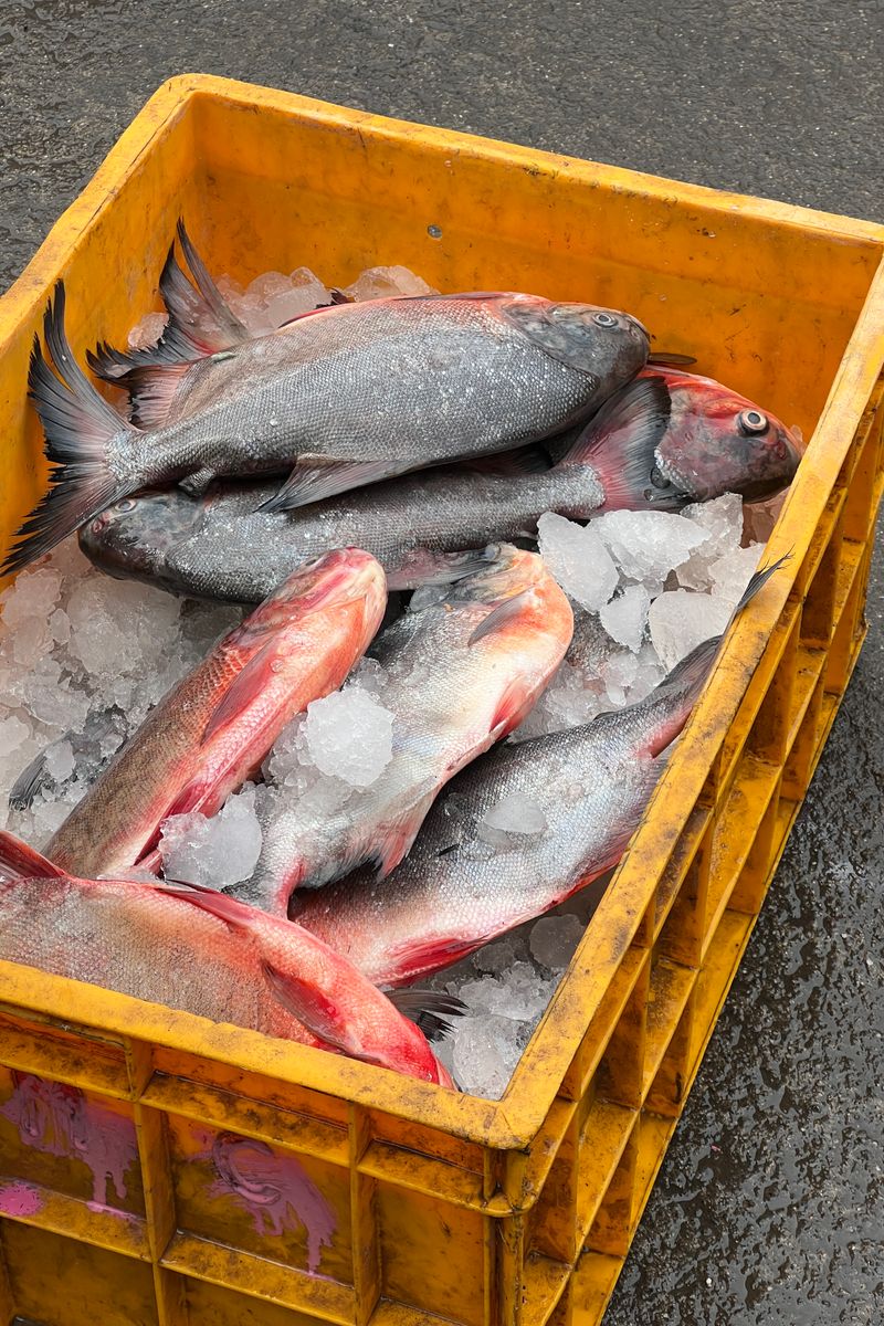 Freshly caught fish on ice at the morning market